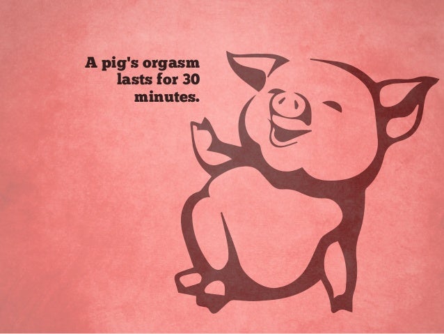 is a pig orgasm 30 minutes Penis length thumb